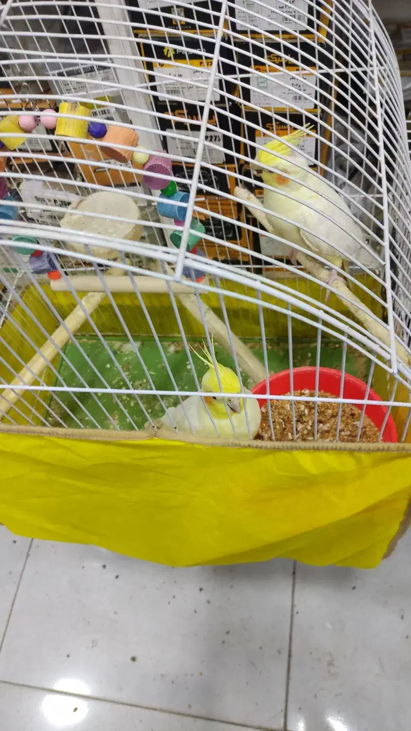 طوطی هلندی|پرنده|بندر امام خمینی, |دیوار