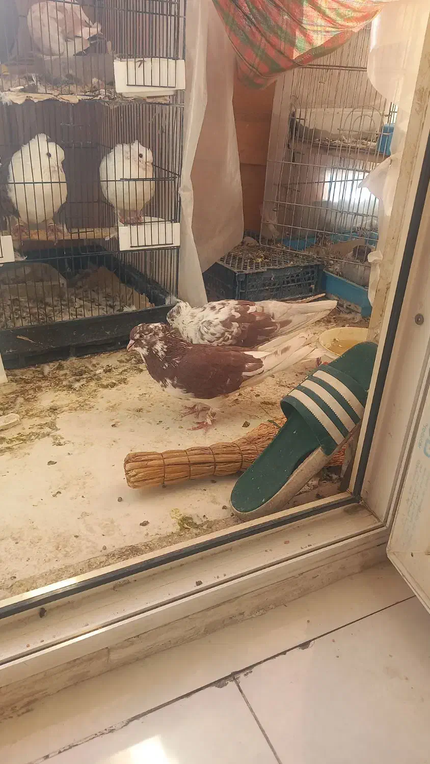 گرگی شمرونی پرش ساعت بالا|پرنده|تهران, مشیریه|دیوار