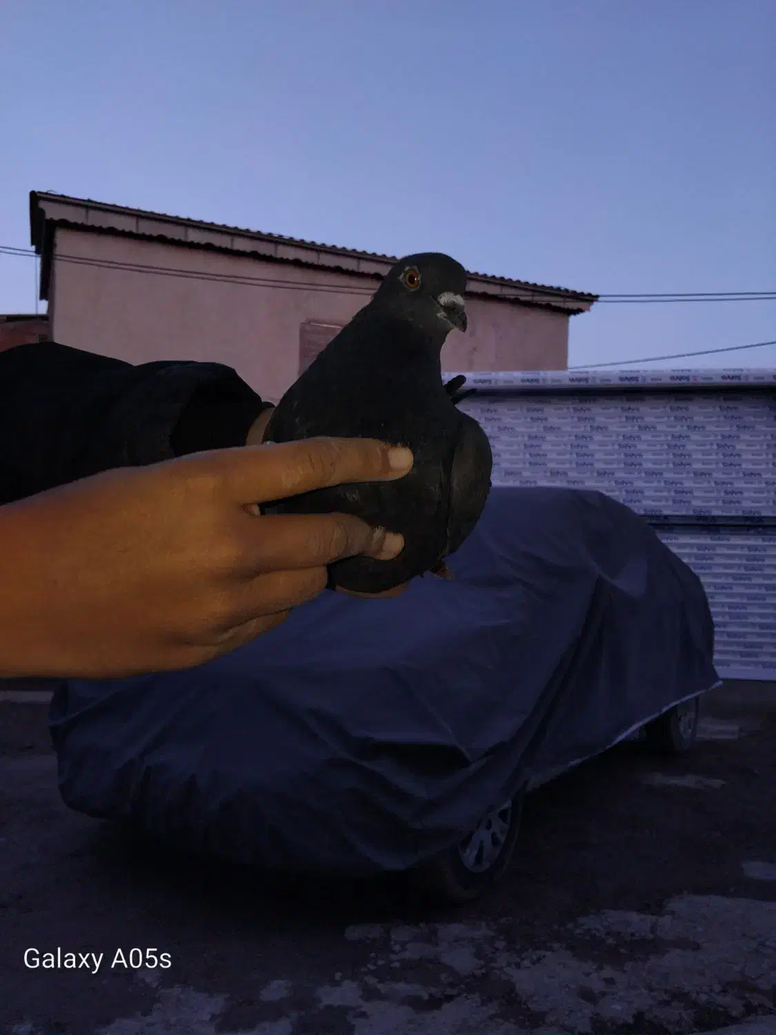 کبوتر زاغ|پرنده|آق قلا, |دیوار