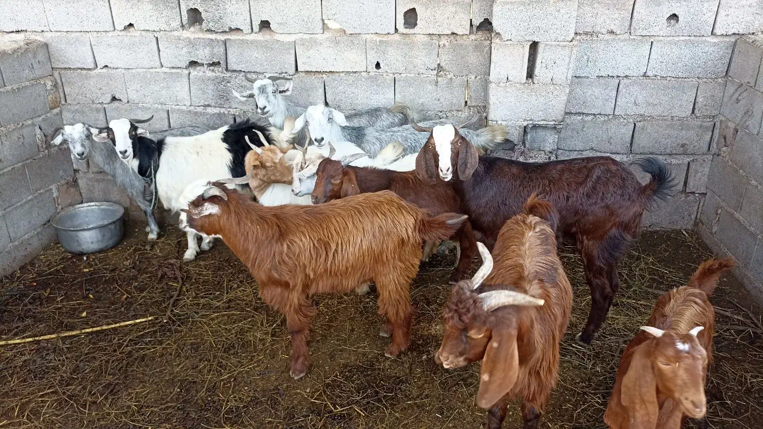 بز بزغاله معاوضه با بره گوسفند|حیوانات مزرعه|قرق, |دیوار