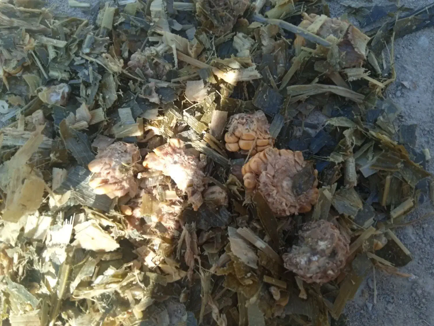 ذرت علوفه|عمده‌فروشی|قره چای, |دیوار