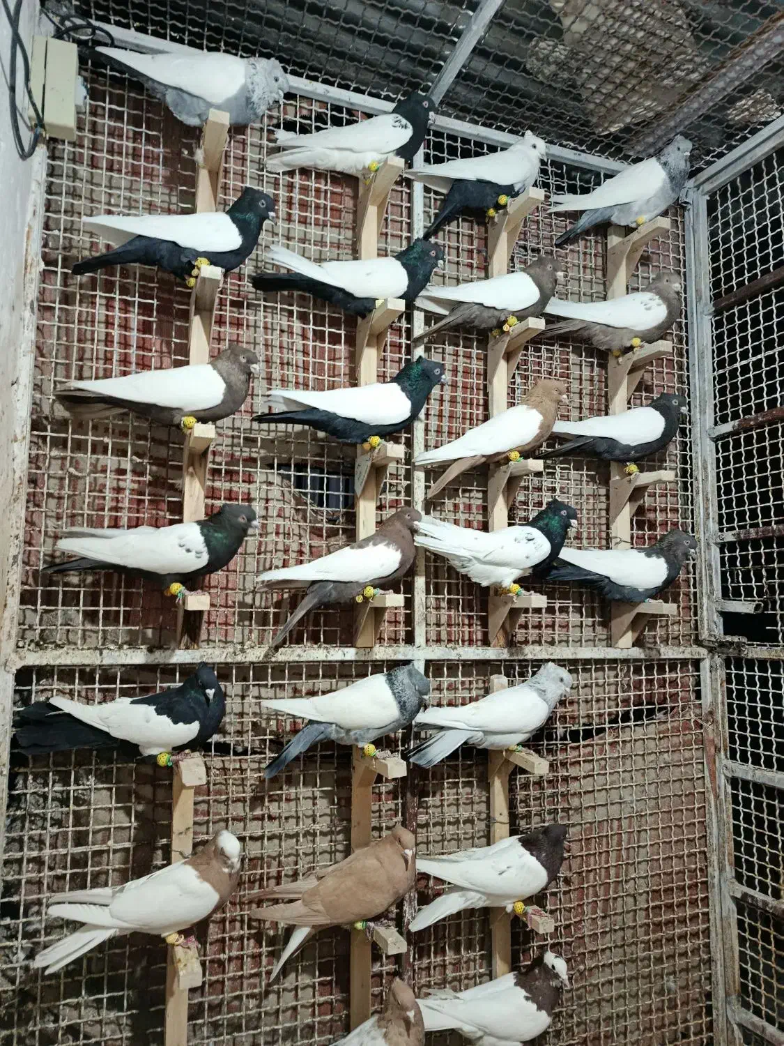 دسته.رنگی.سینه دم سفید طوقی کله|پرنده|مرودشت, تخت جمشید|دیوار