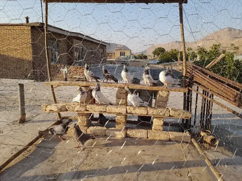 کبوتر کله دم سبز|پرنده|فارسان, |دیوار