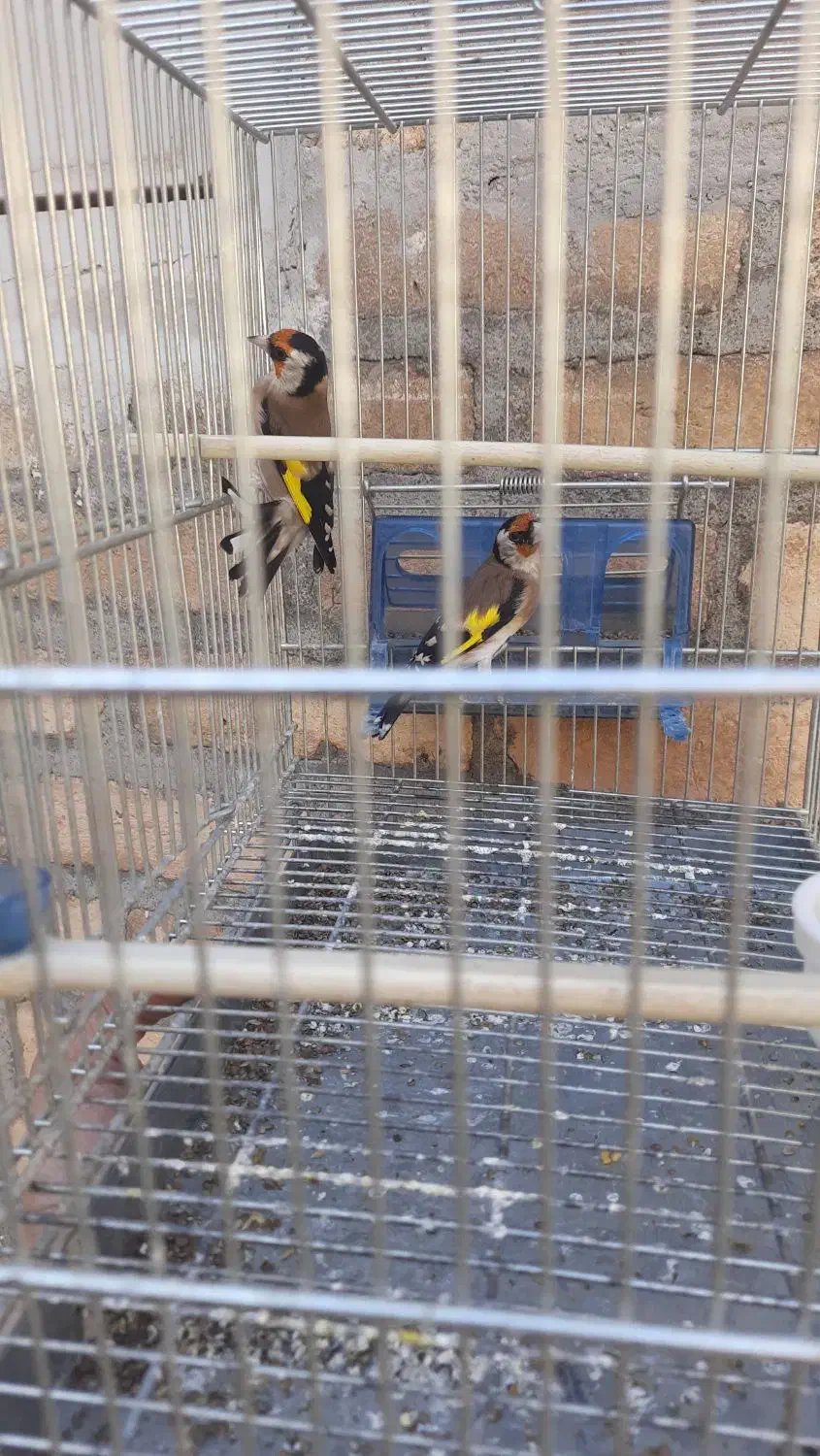 سهره وقناری|پرنده|کرمانشاه, |دیوار