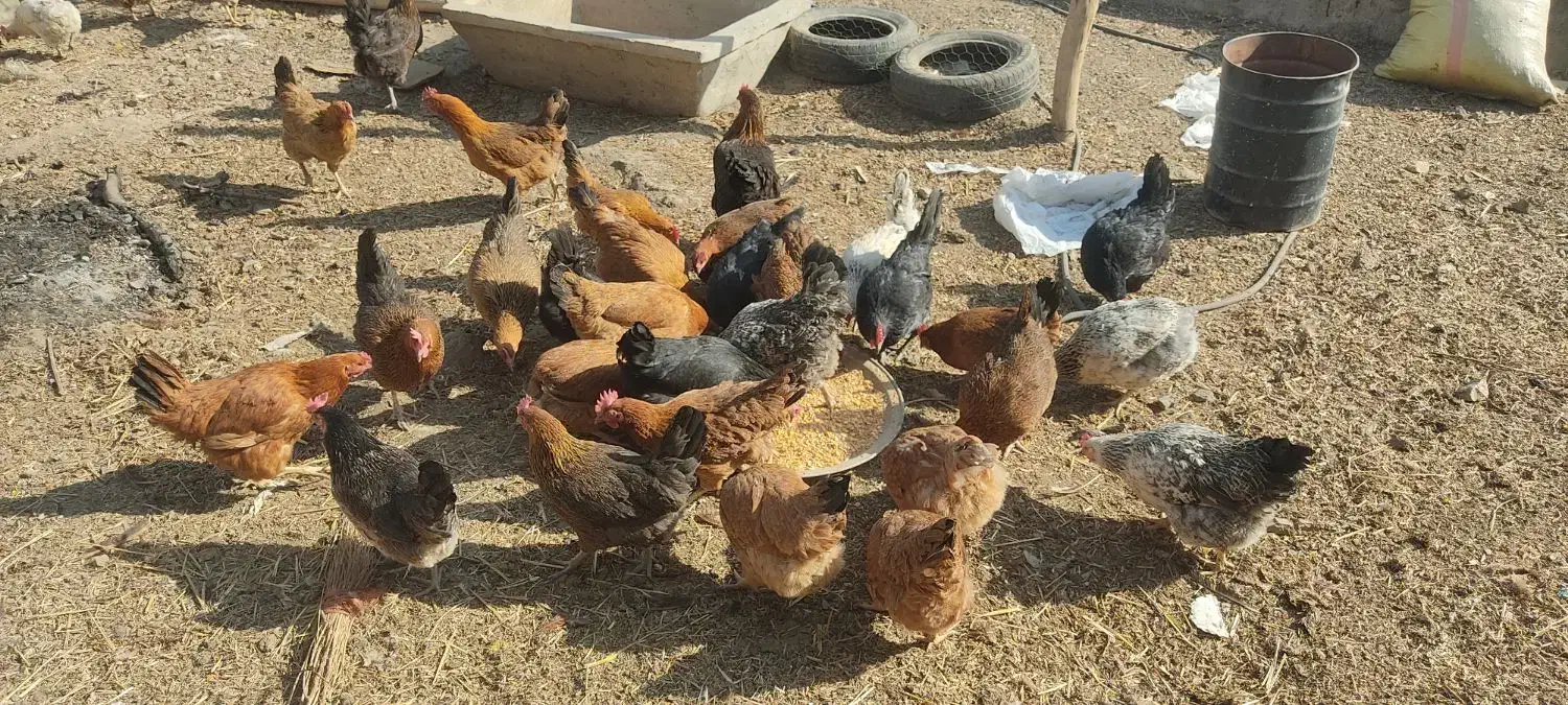 مرغ محلی|حیوانات مزرعه|محمدبار, |دیوار