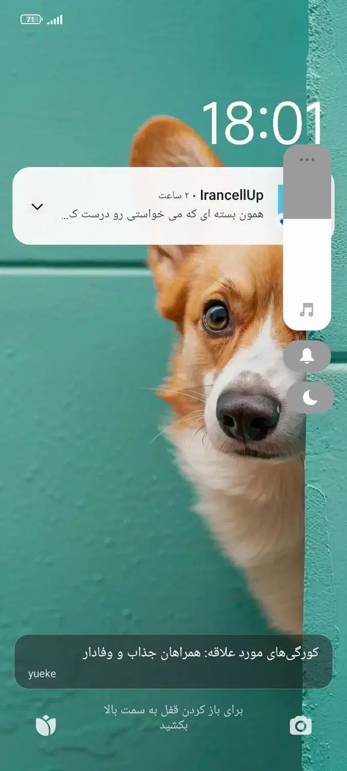 سگ پاکوتاه|سگ|زابل, |دیوار