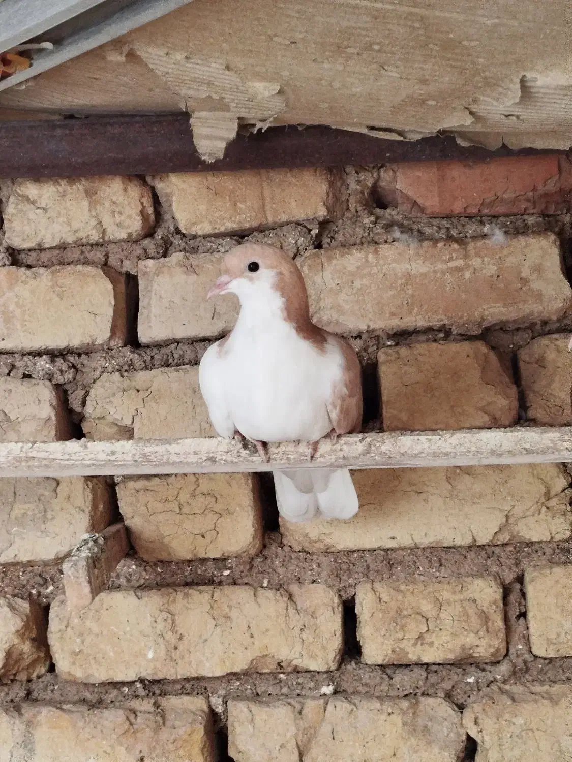 شهری|پرنده|ارسنجان, |دیوار