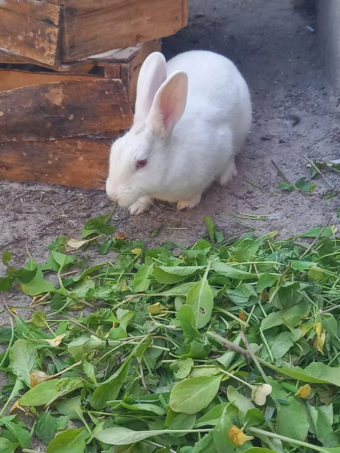 خرگوش|موش و خرگوش|ایذه, |دیوار