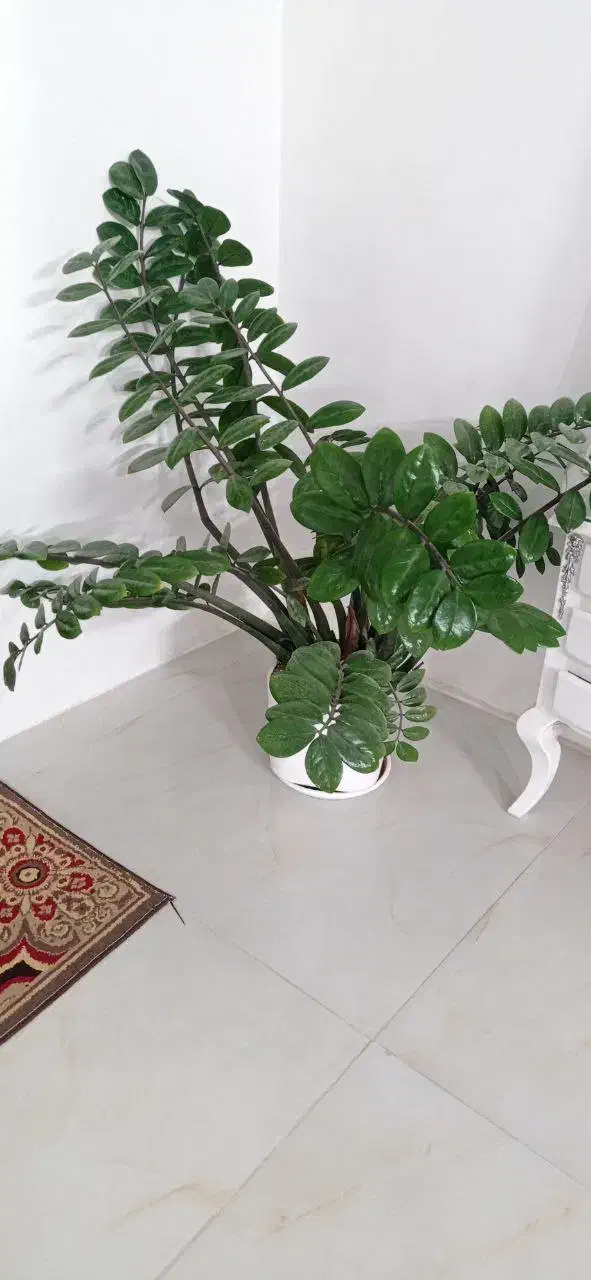 گل زامیفولیا بزرگ و شاداب|گل و گیاه طبیعی|بجنورد, |دیوار