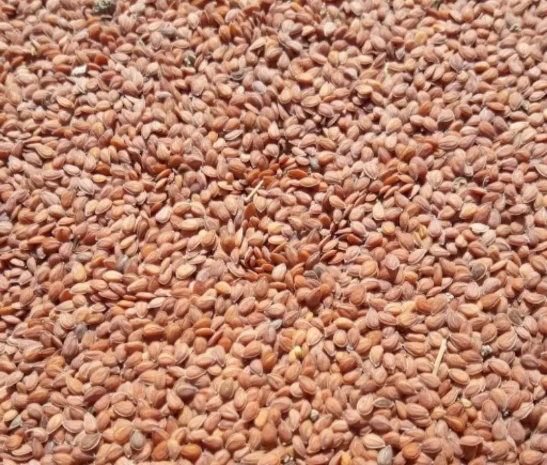 قدومه شیرازی|گل و گیاه طبیعی|شیراز, شریف‌آباد|دیوار