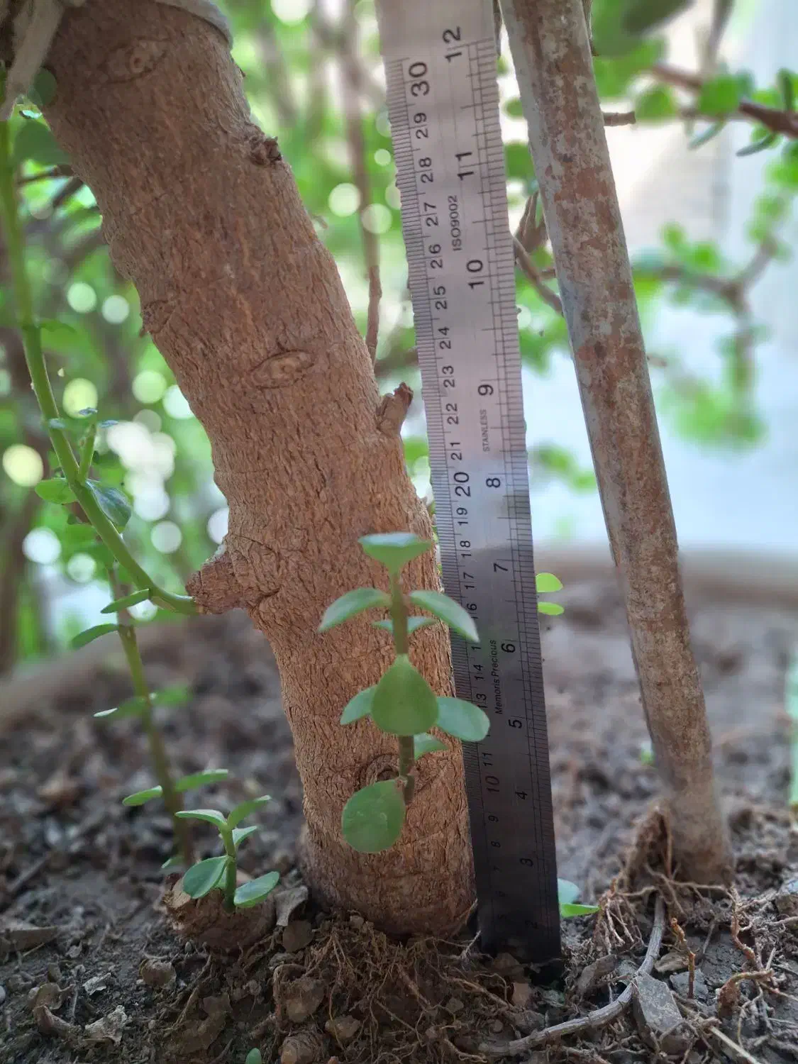 گل بنسای کراسولا طبیعی|گل و گیاه طبیعی|تهران, کامرانیه|دیوار