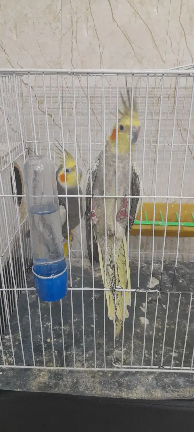 عروس هلندی|پرنده|گلبهار, شهر جدید گلبهار|دیوار