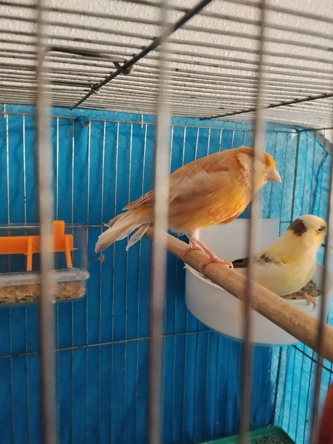 قناری|پرنده|برخوار, |دیوار