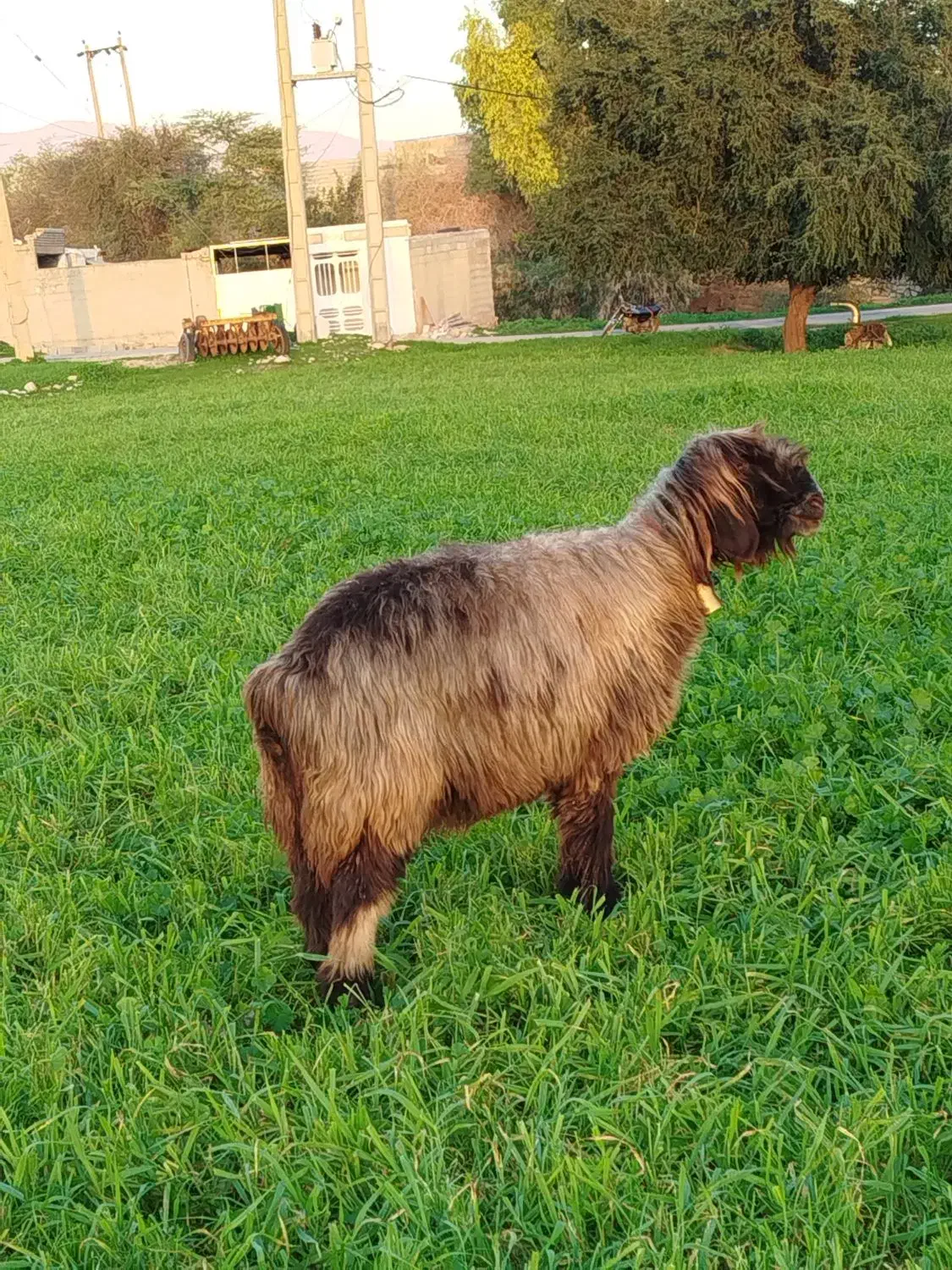 میش روزگاری|حیوانات مزرعه|مسجد سلیمان, |دیوار