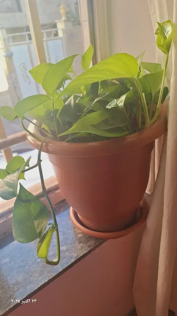 گل پتوس و زامو فیلیا|گل و گیاه طبیعی|هشتگرد, هشتگرد قدیم|دیوار