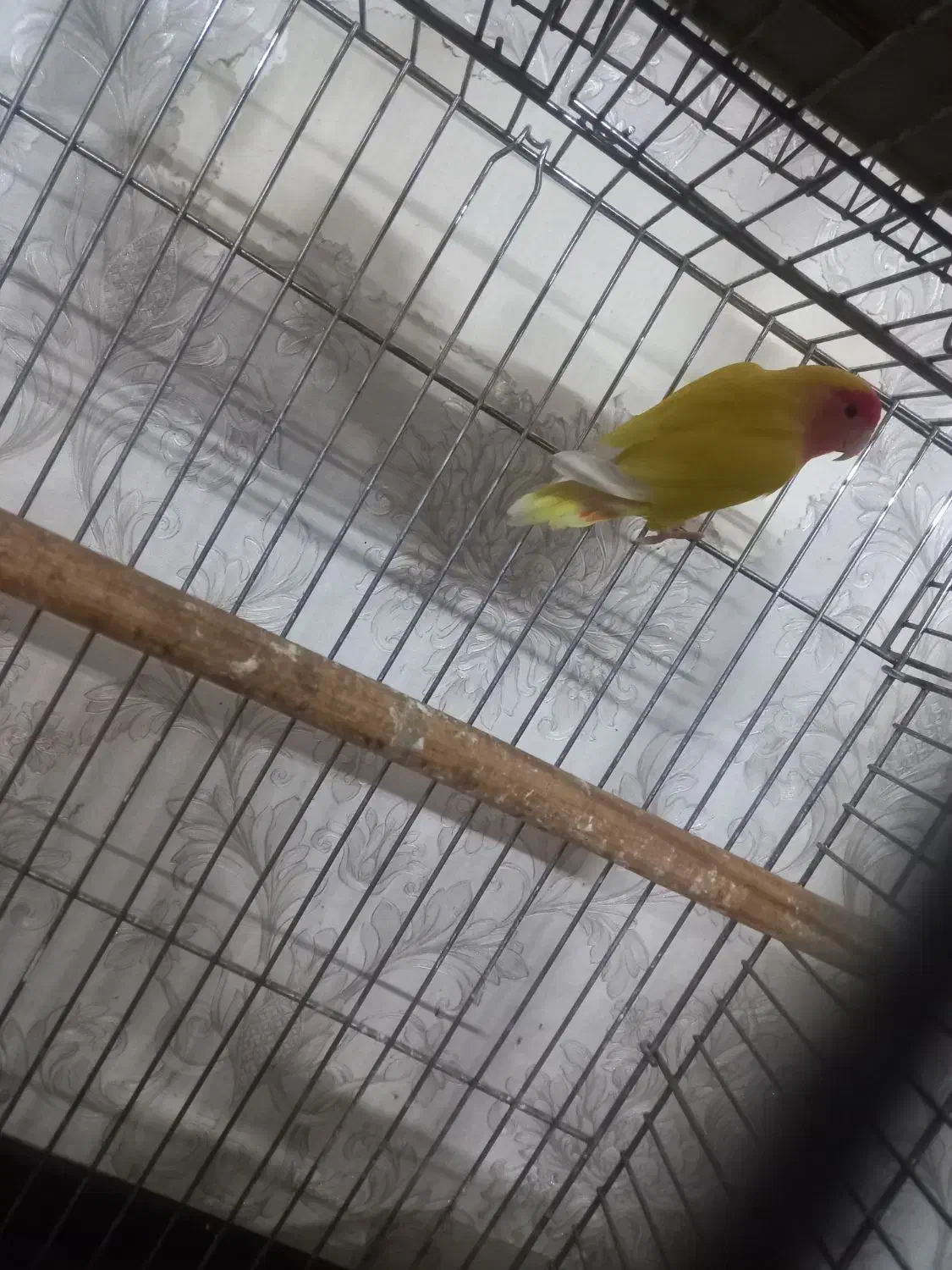 طوطی کوتوله|پرنده|زاهدان, |دیوار