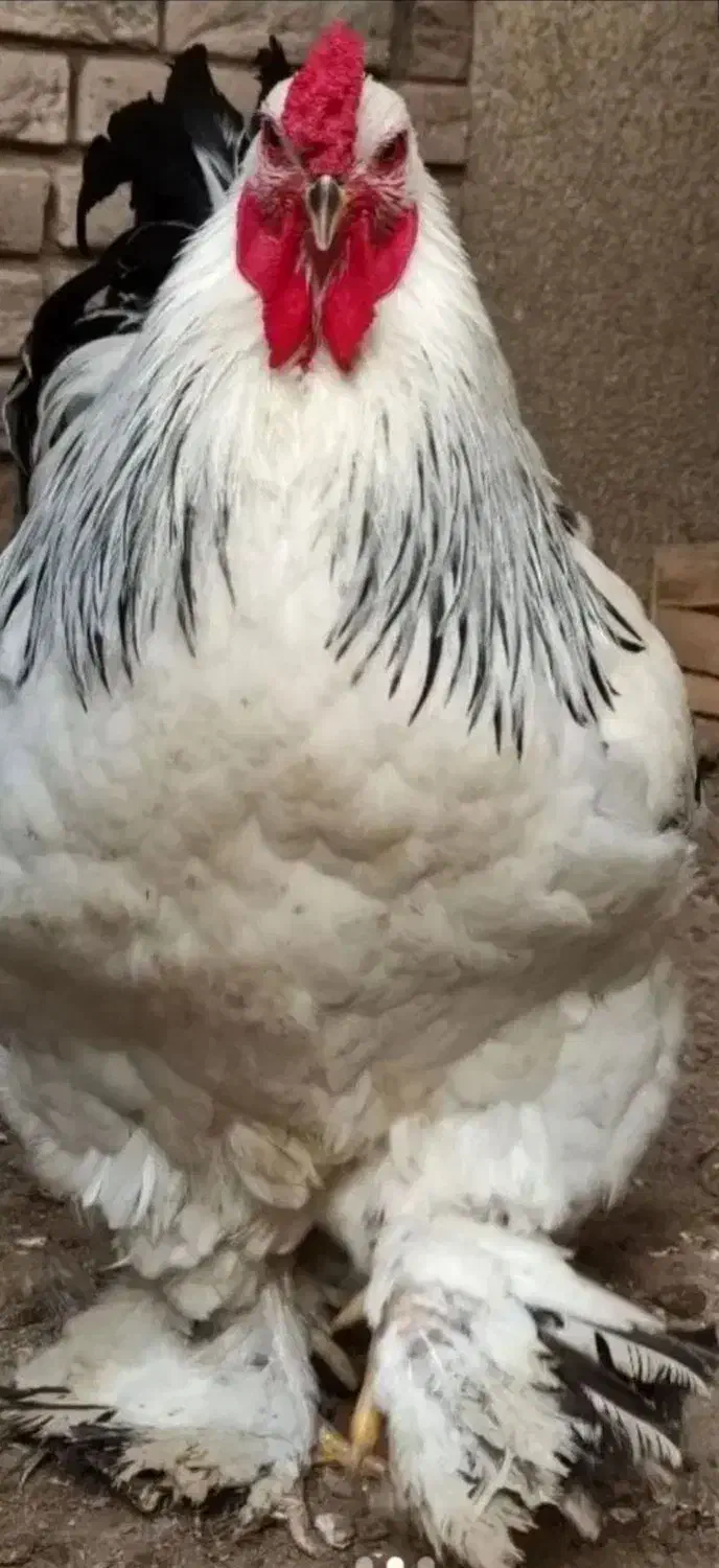 جوجه برهما اصیل|حیوانات مزرعه|گرگان, |دیوار