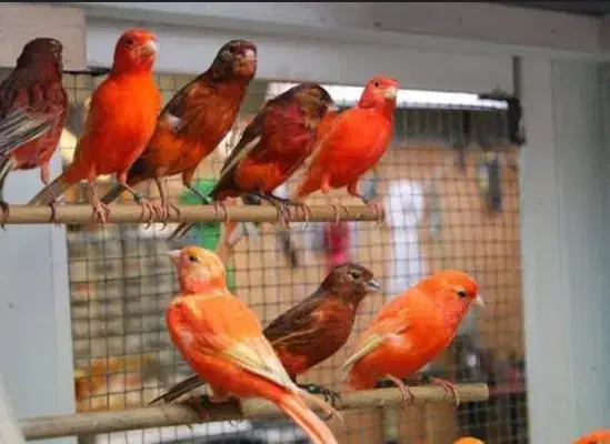خریدو فروش انواع قناری|پرنده|شیراز, فرگاز|دیوار