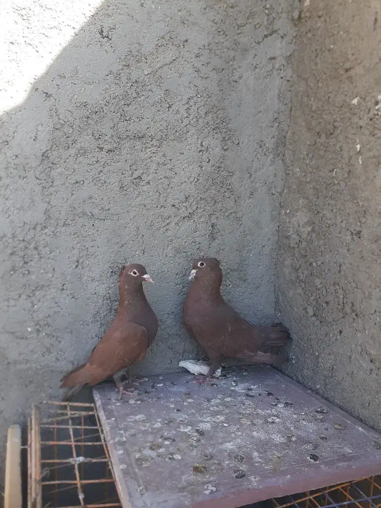 کبوتر سرخ کرمانی کاکل|پرنده|زابل, |دیوار