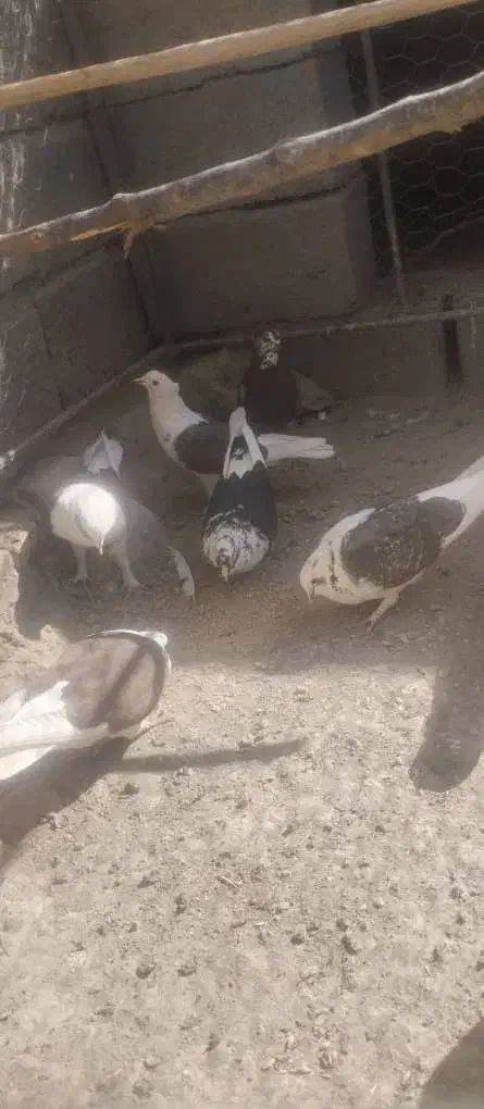 تعدادی کبوتر ...|پرنده|بافت, |دیوار