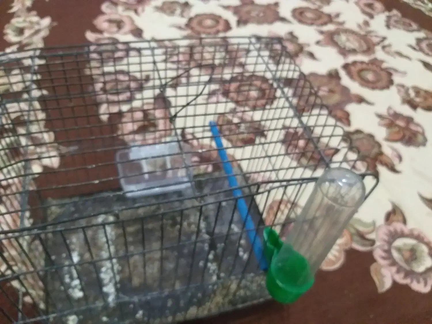 قفس کوچک سره|لوازم جانبی حیوانات|خمین, |دیوار