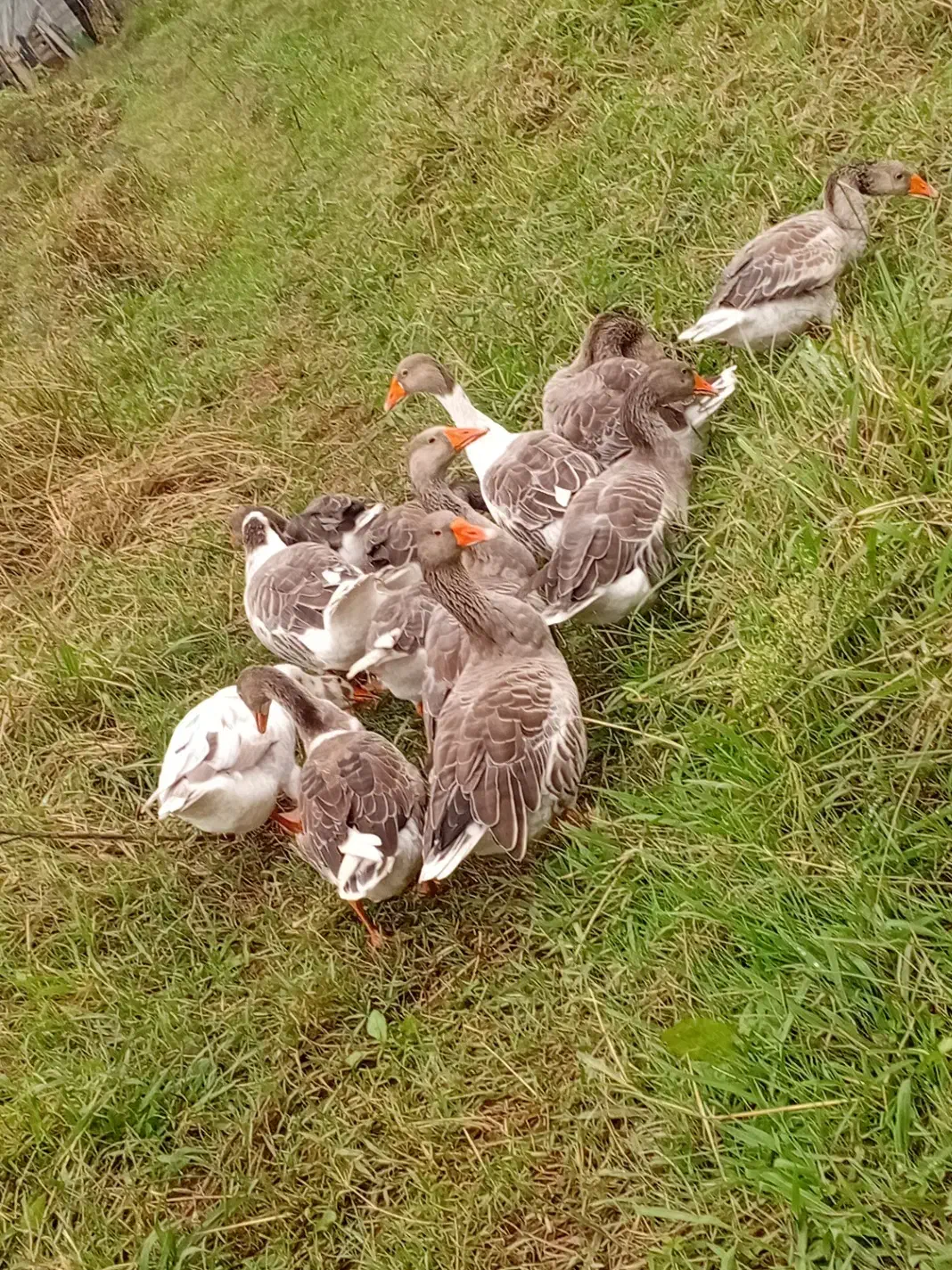 حیواناتِ مزرعه|حیوانات مزرعه|سیاهکل, |دیوار