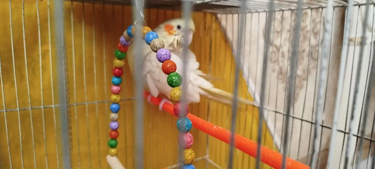 مرغ عشق با تمام لوازم|پرنده|مشهد, کوثر|دیوار