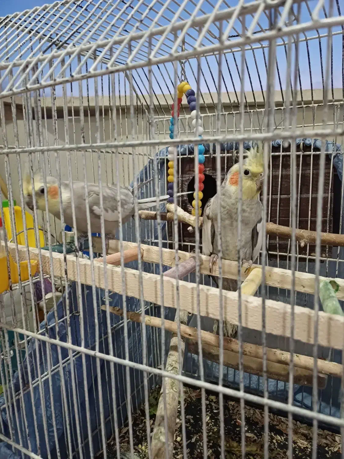 یه جفت عروس هلندی|پرنده|گلستان (تهران), |دیوار