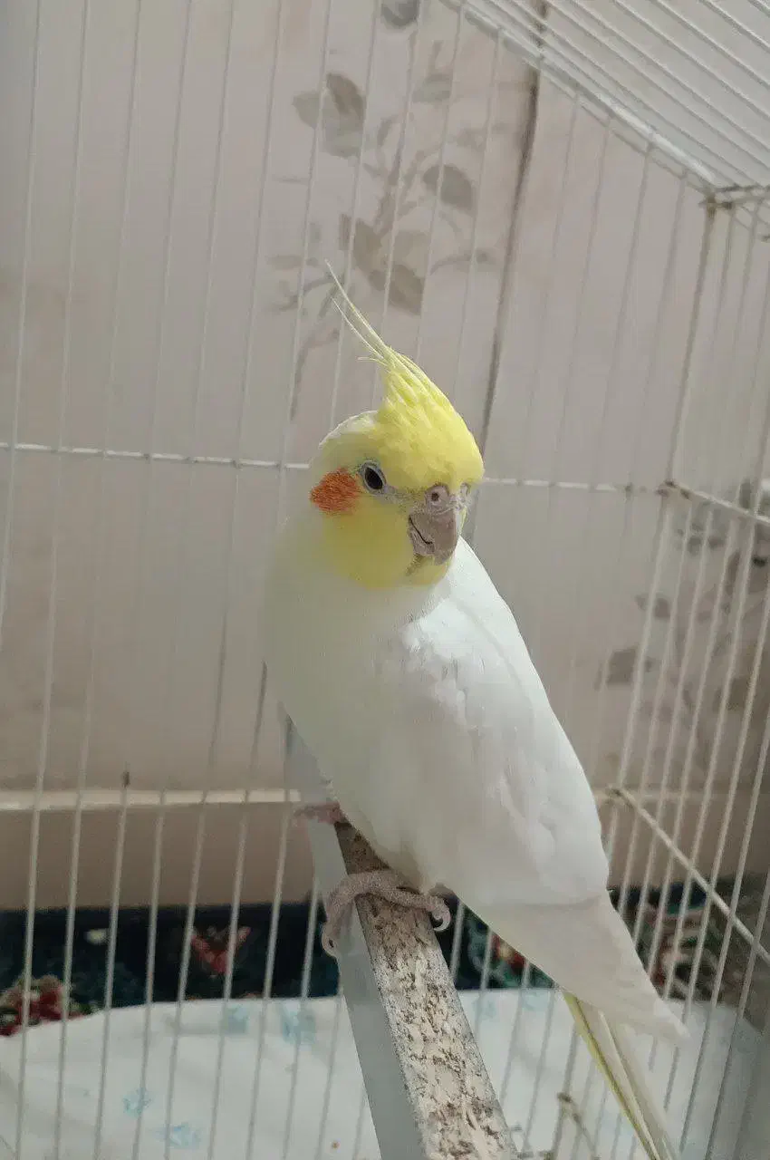 عروس هلندی|پرنده|مشهد, بلال|دیوار