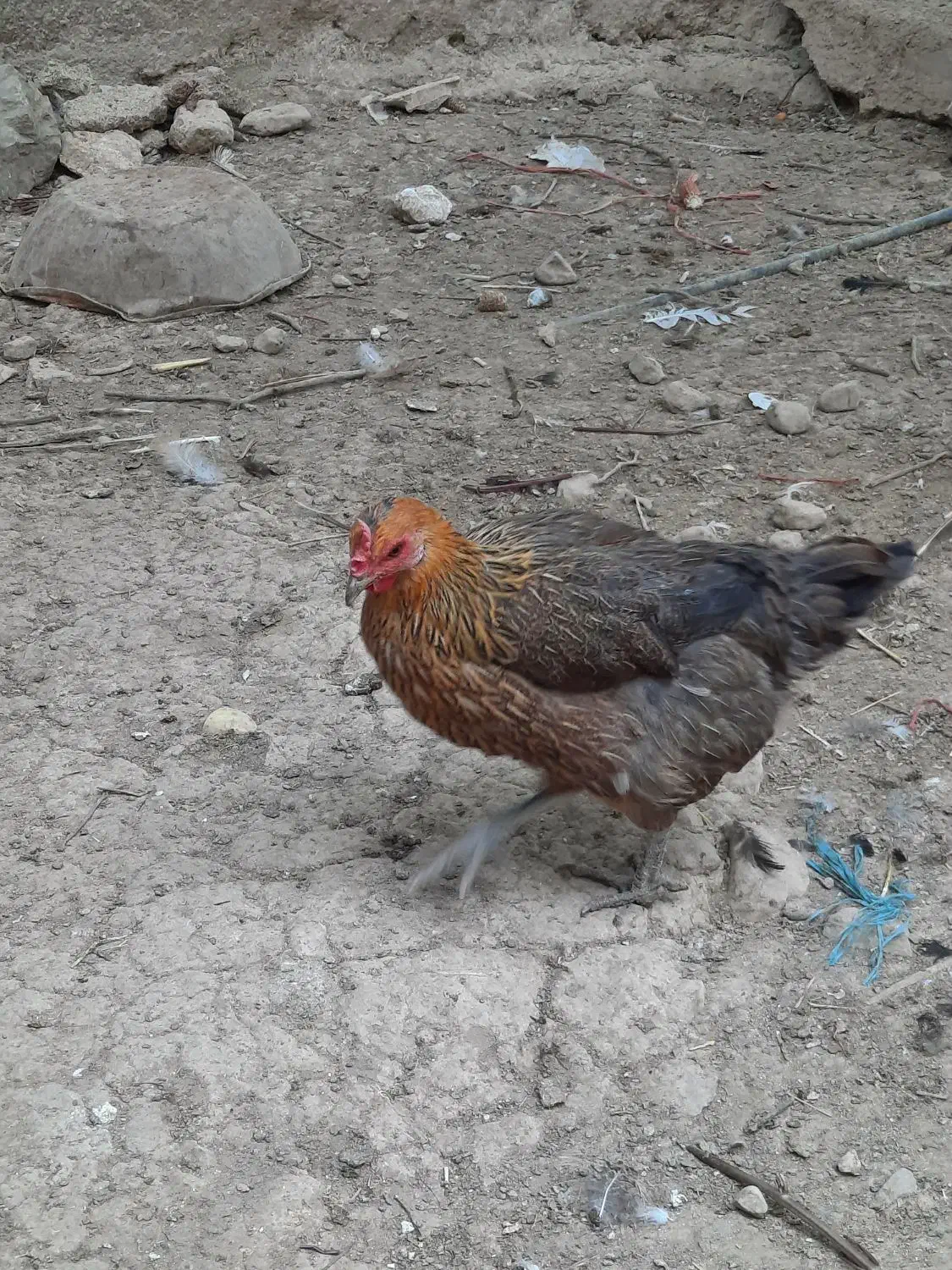 مرغ وخروس محلی قایمیه|حیوانات مزرعه|کوه چنار, |دیوار