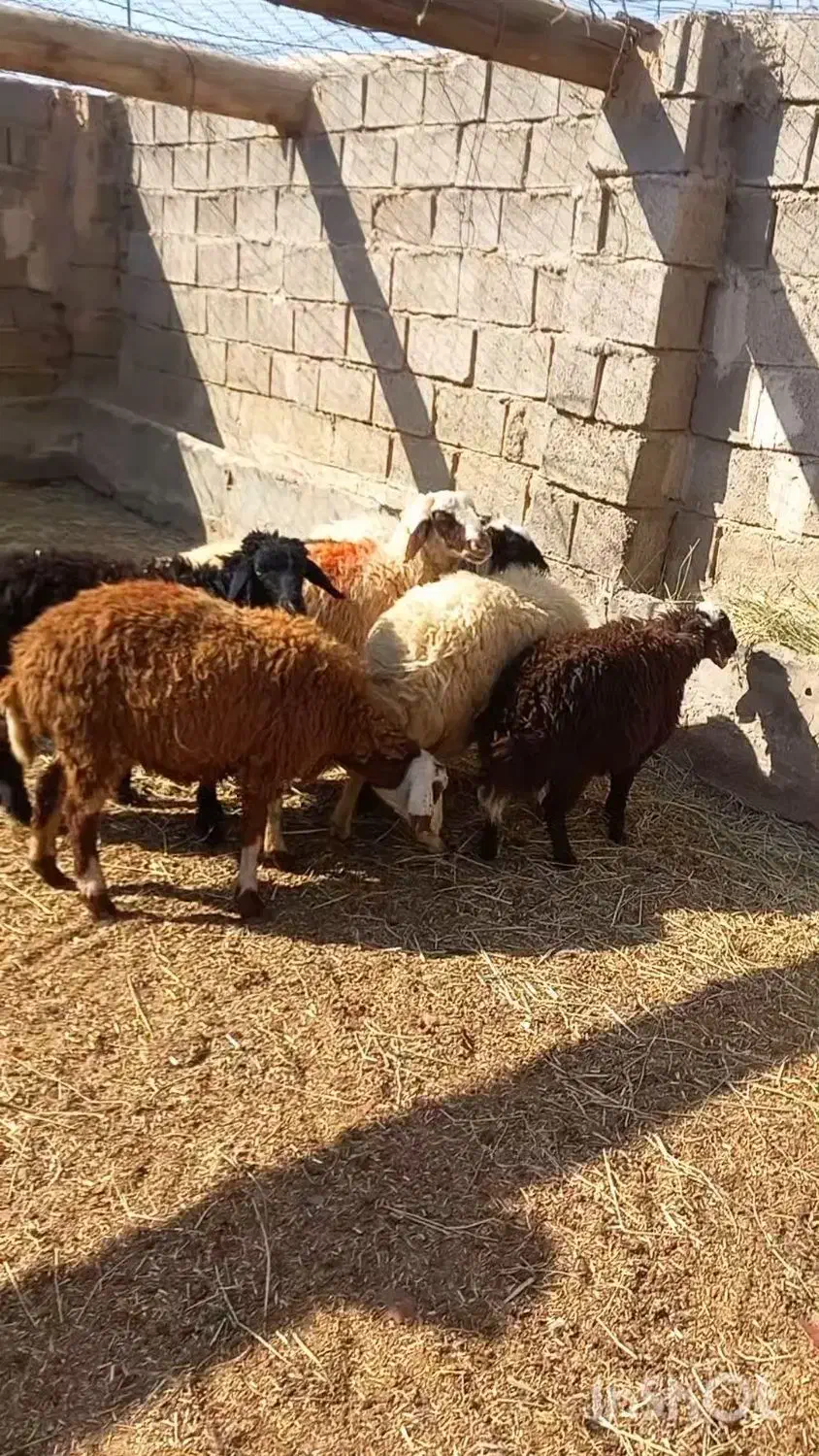 ۷ بره|حیوانات مزرعه|فردوس (خراسان), |دیوار