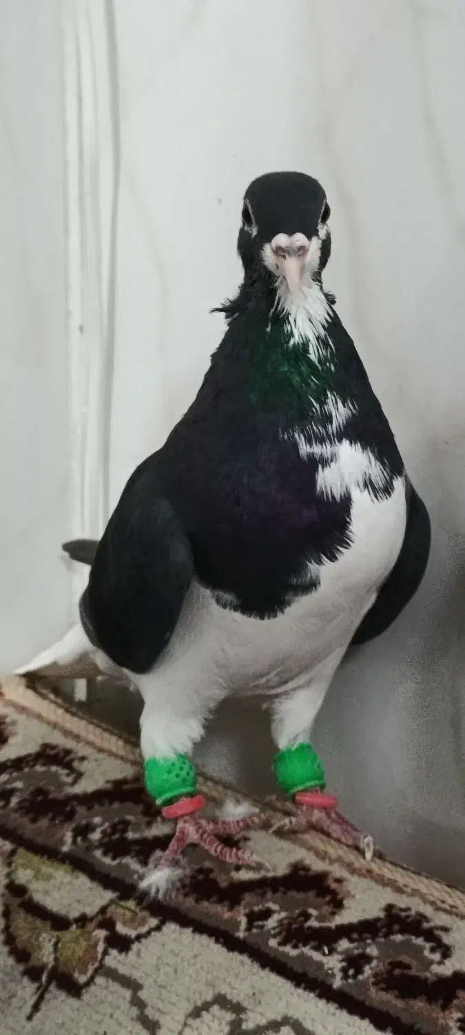 امری سیا نر یقه بسته هوایی|پرنده|بردسکن, |دیوار