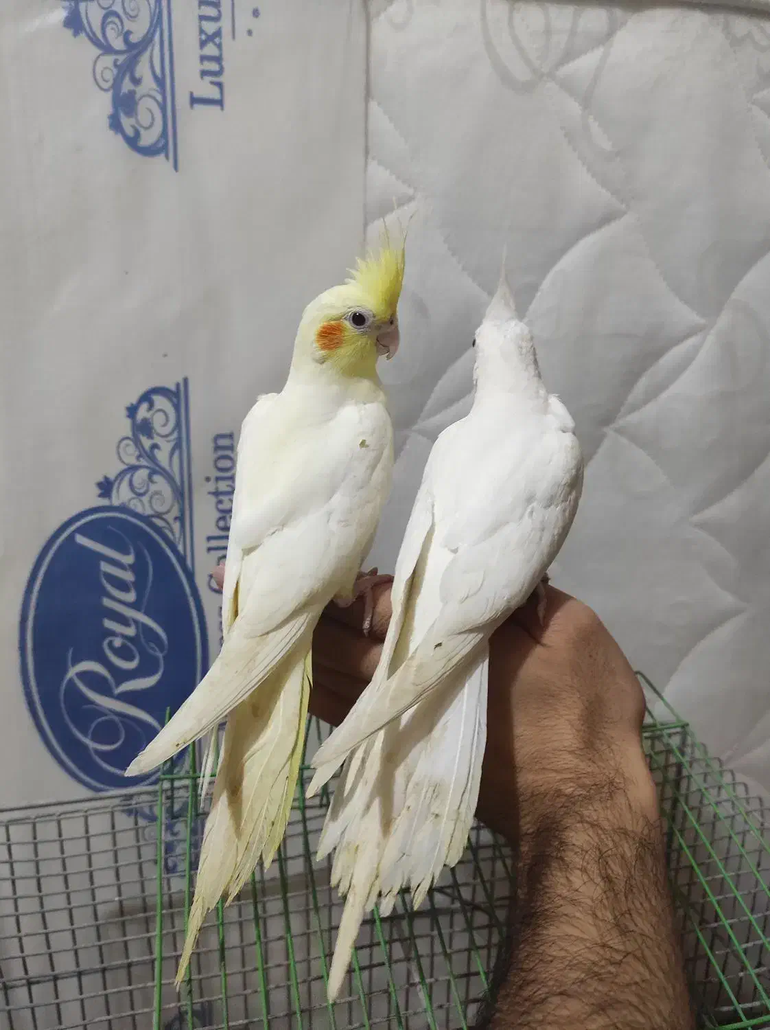 جوجه عروس هلندی خورموج|پرنده|خورموج, |دیوار