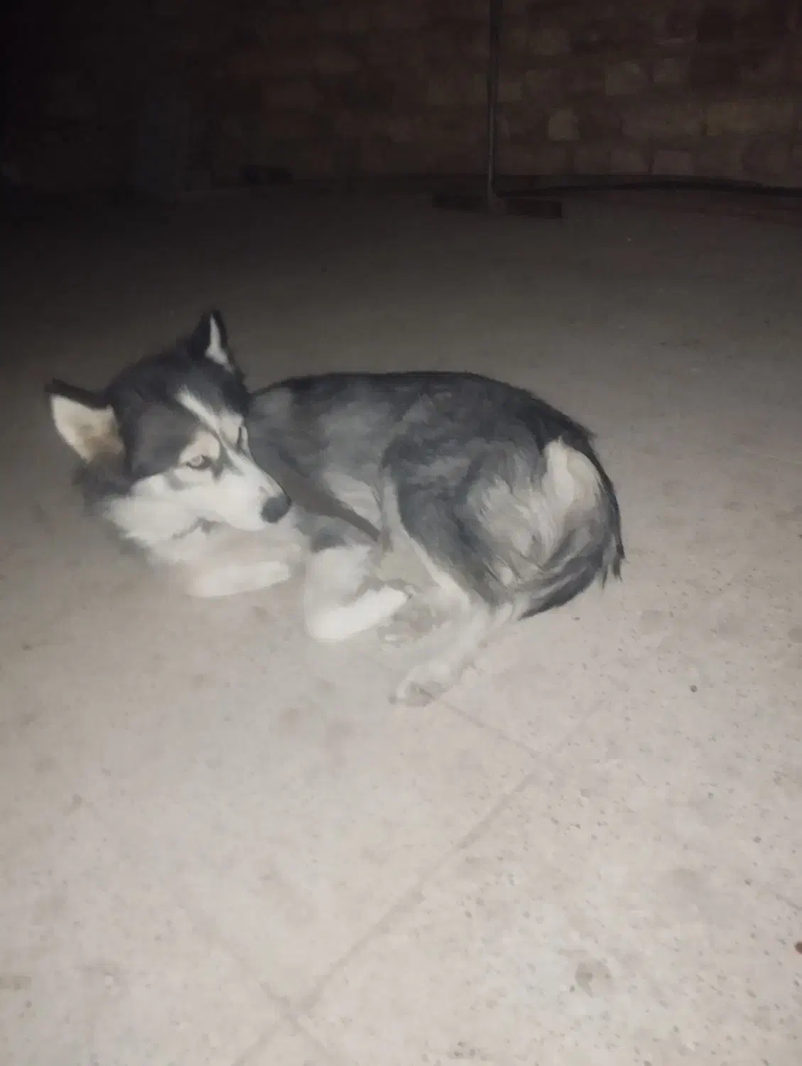 سگ هاسکی|سگ|تهران, پارک شهر|دیوار