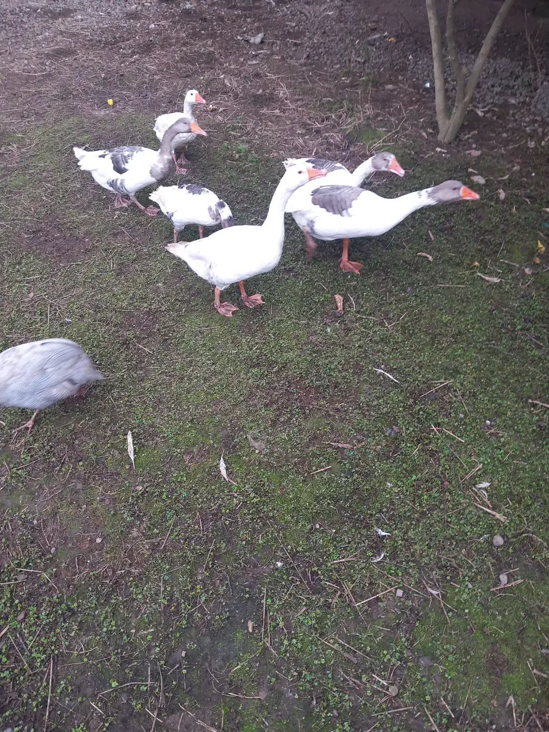 قاز جوون.|حیوانات مزرعه|پره‌سر, |دیوار