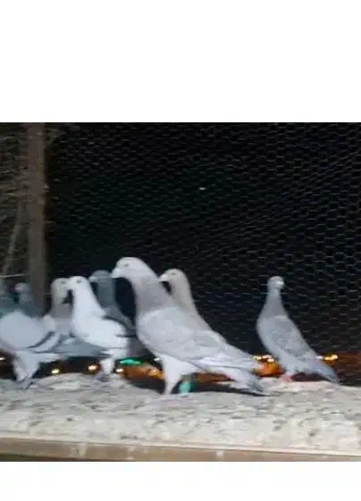 کفتر فروشی|پرنده|ابرکوه, |دیوار