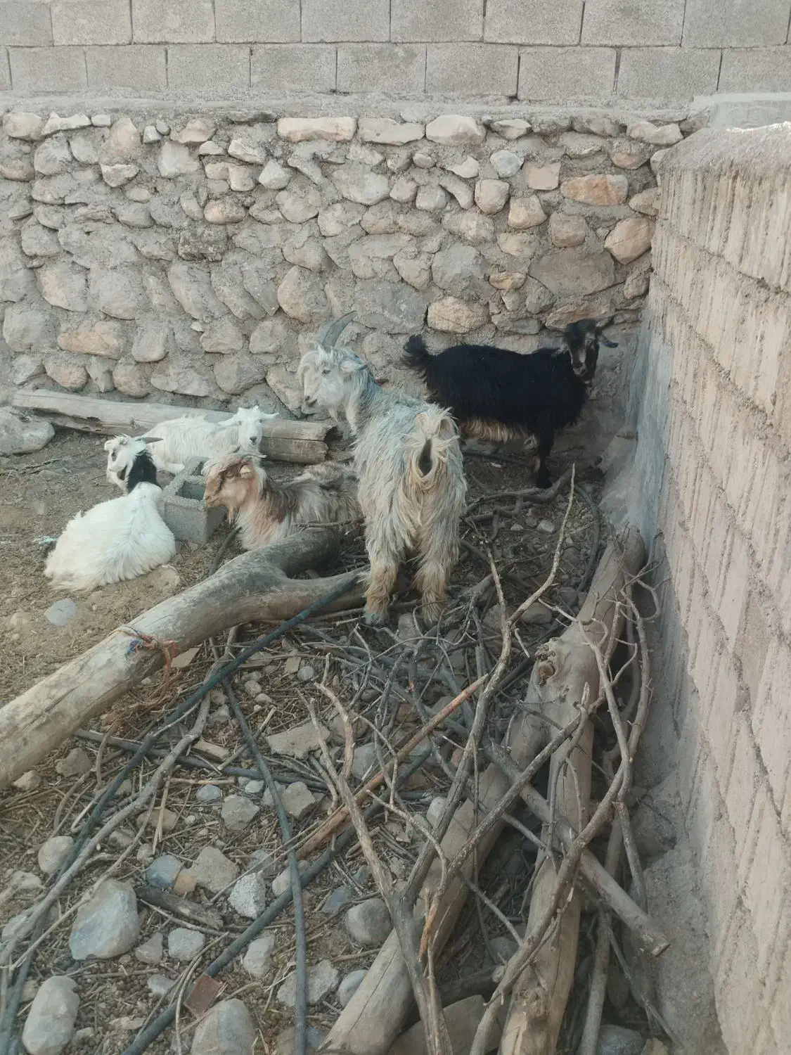 ۵راس بیگ ب فروش میرسد|حیوانات مزرعه|لالی, |دیوار