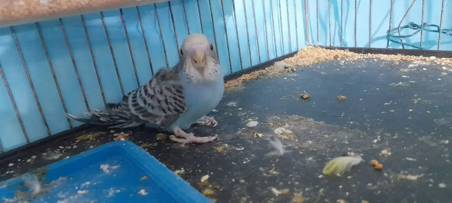 مرغ عشق و تخم جوجه|پرنده|بیرجند, |دیوار