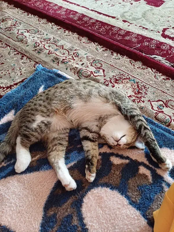 گربه گمشده|حیوانات|اردکان, |دیوار