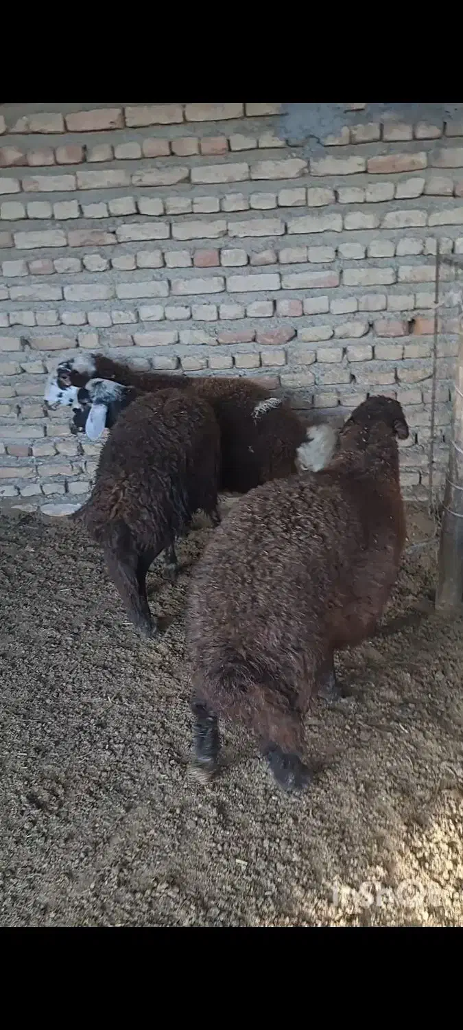 بره جنس|حیوانات مزرعه|گمیشان, |دیوار