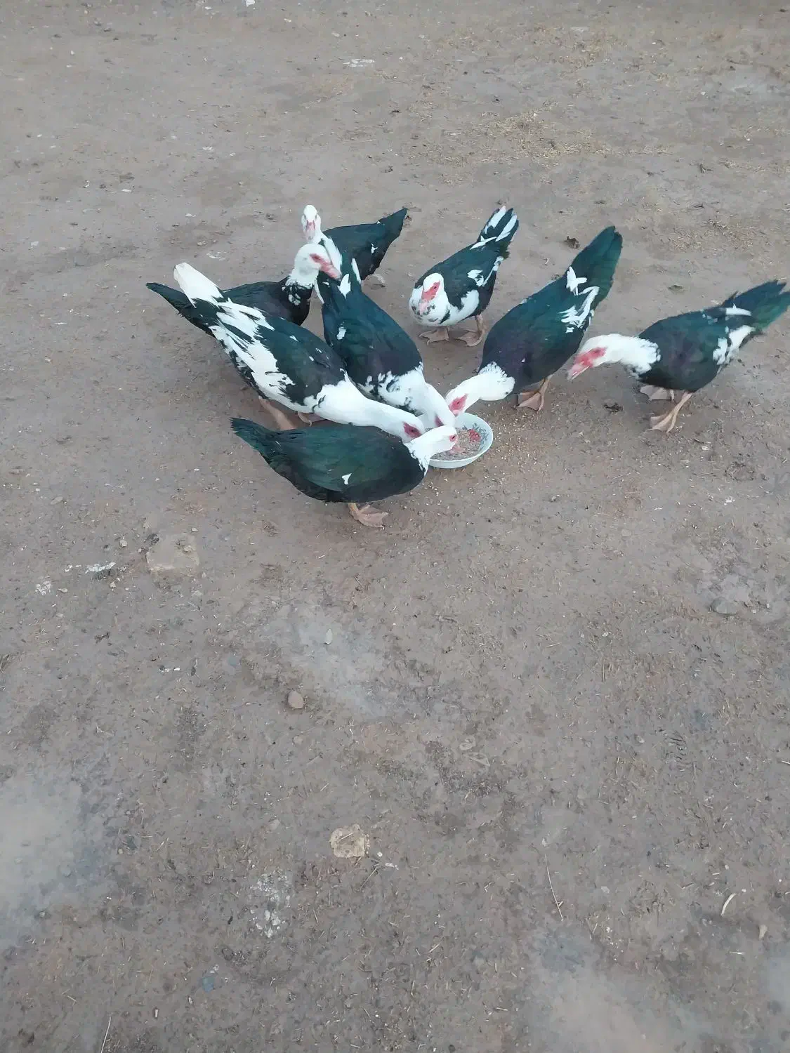 فروش|حیوانات مزرعه|اراک, |دیوار