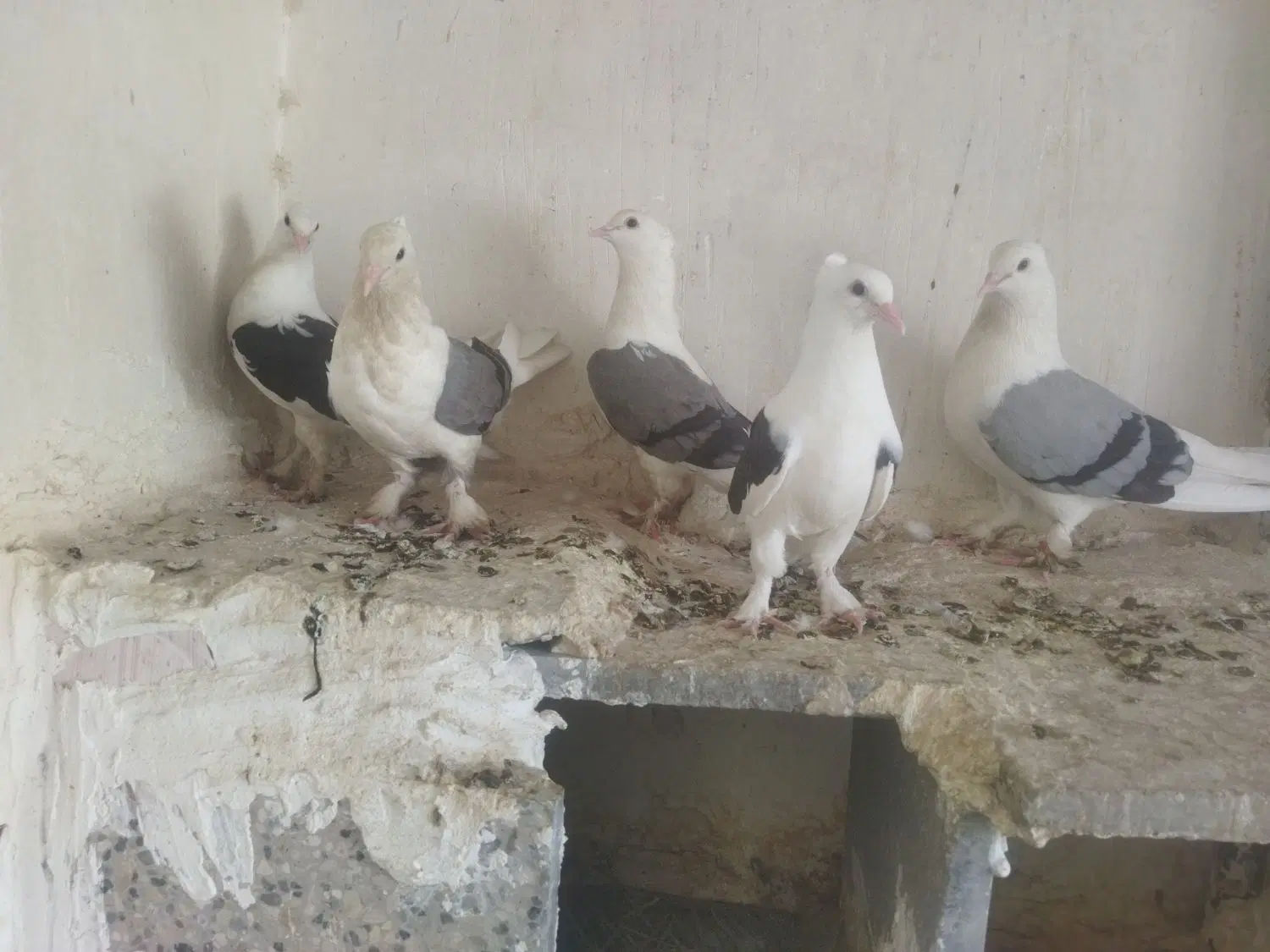 بوشهری|پرنده|خورموج, |دیوار