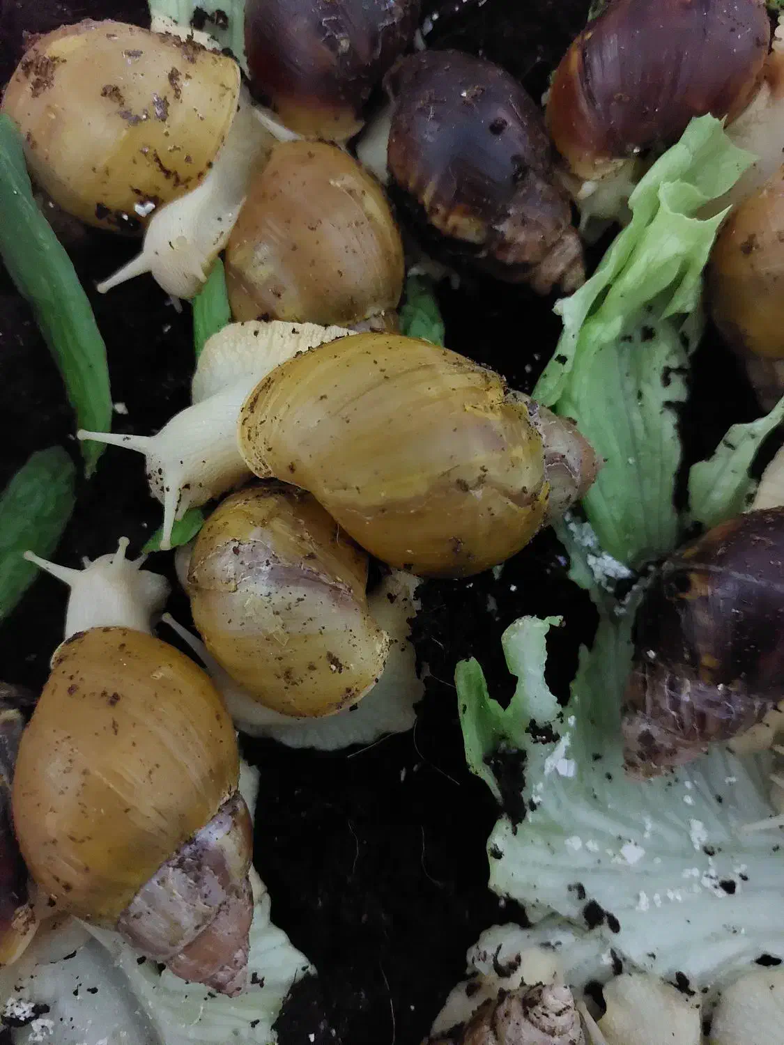 حلزون های غول پیکر|خزنده|رشت, پیرکلاچای|دیوار