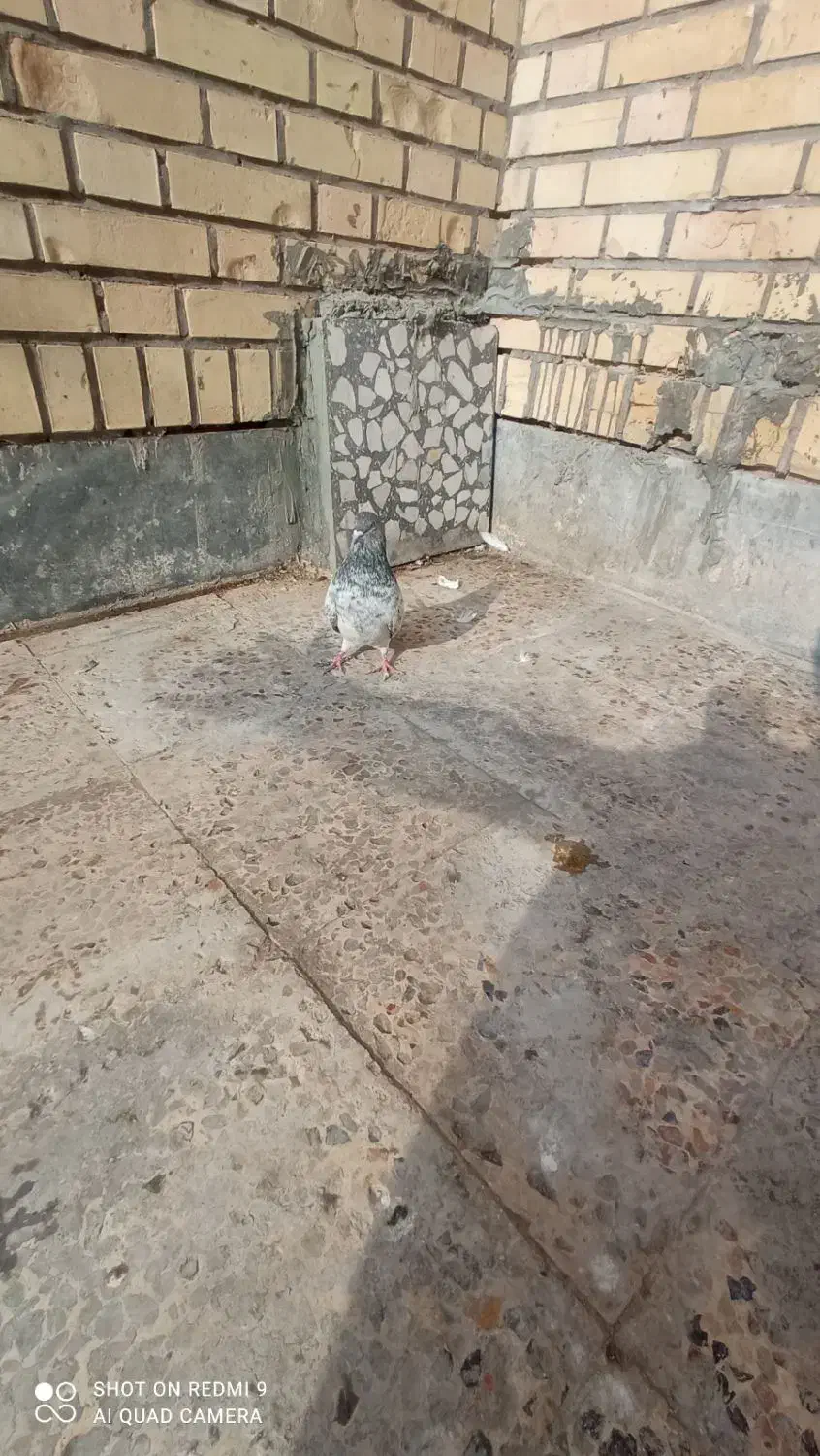 کبوتر|پرنده|بندر امام خمینی, |دیوار