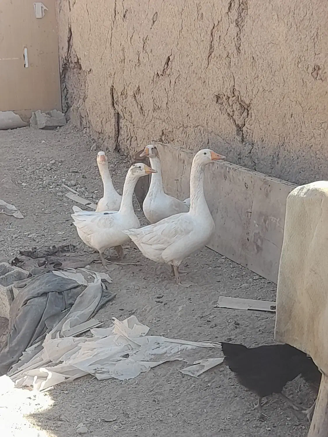 غاز|حیوانات مزرعه|خمینی‌شهر, |دیوار