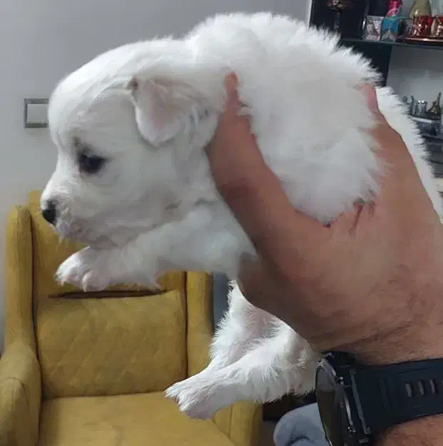 سگ مالتیز|سگ|قم, باجک سه|دیوار