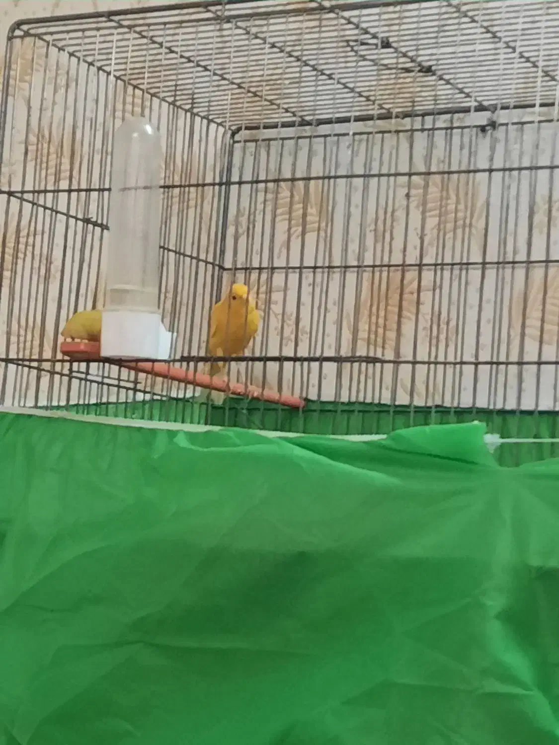 قناری مست مست  نر پرتقالی|پرنده|کارون, |دیوار