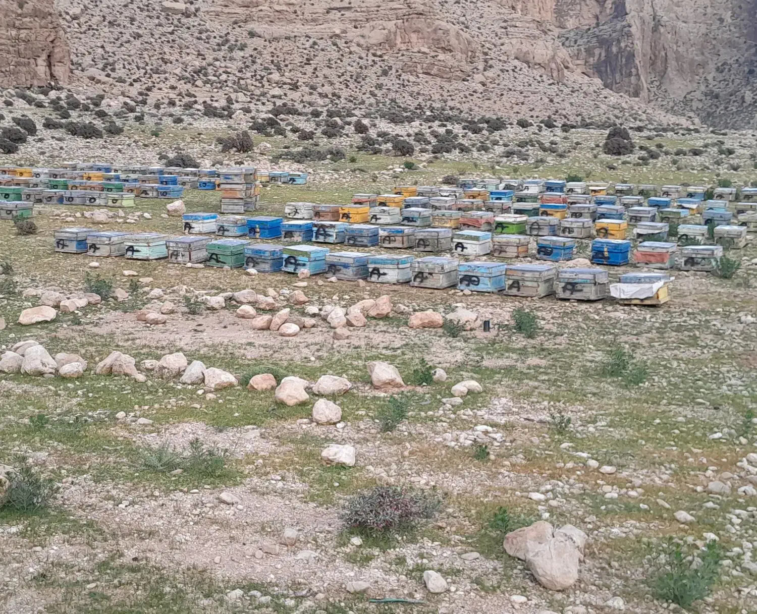 زنبور عسل ۵ -۶-۷قاب|حیوانات مزرعه|ششده و قره بلاغ, |دیوار