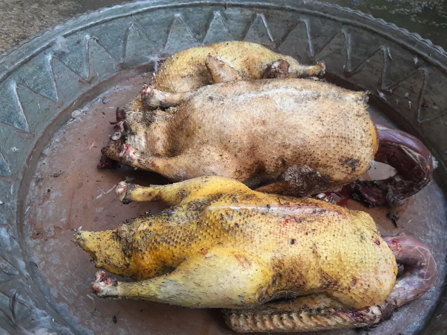 غاز و اردک اسرائیلی محلی|حیوانات مزرعه|رشت, علی آباد|دیوار