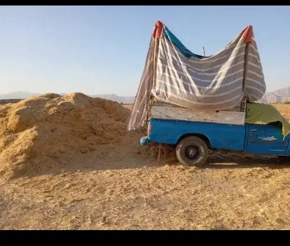 کاه لوبیا مرغوب|لوازم جانبی حیوانات|شیراز, تحویلی|دیوار